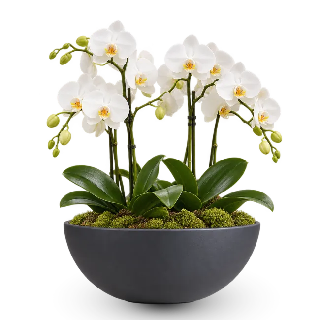 Elegantní sesadba orchideí